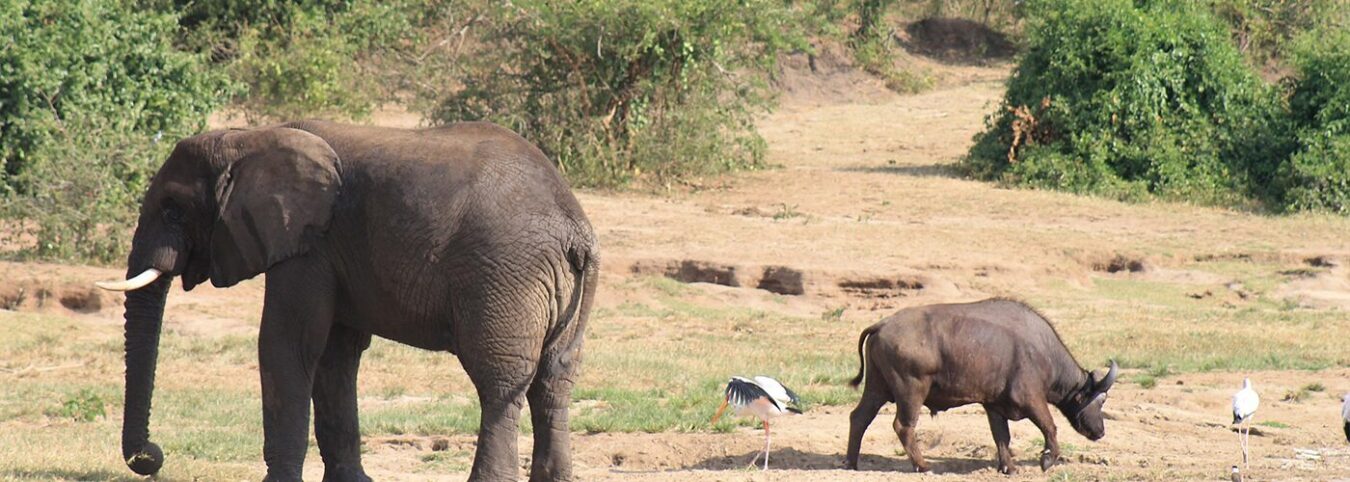 Wild Encounters: A 6 Days Wildlife Safari in Uganda