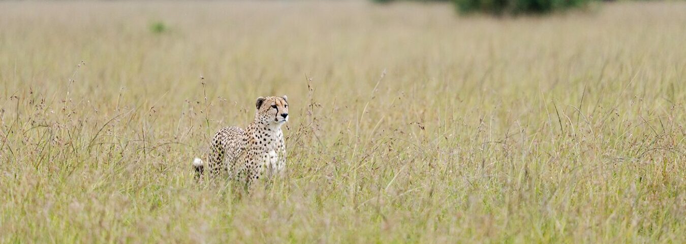 The Best of Uganda: A 12-Days Grand Tour