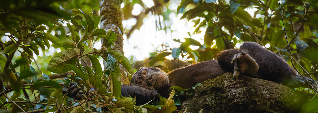 10 Days Uganda Gorilla Trekking and Chimpanzee Safari