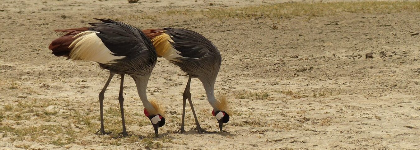 Uganda’s Birdwatching Expedition: A 5 Days Avian Adventure