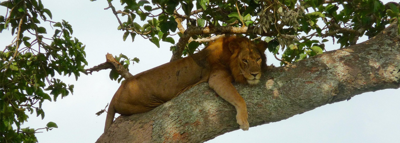 Uganda’s Hidden Gems: A 10-Days Off-the-Beaten-Path Adventure