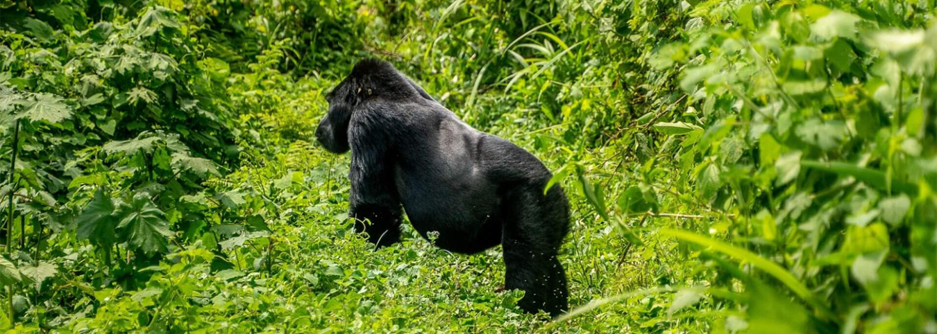 Unforgettable Gorilla Encounter: A 3-Days Expedition in Rwanda