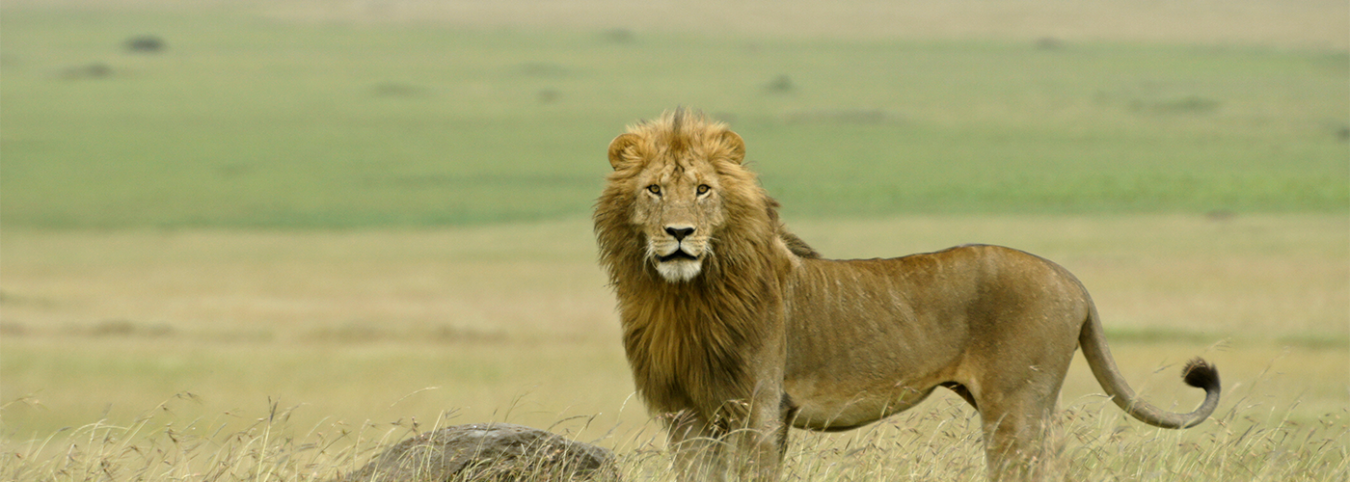 The Best of Rwanda and Uganda: A 10-Days Grand Tour