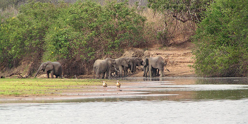 Exploring-the-Top-5-National-Parks-of-Uganda- elephant