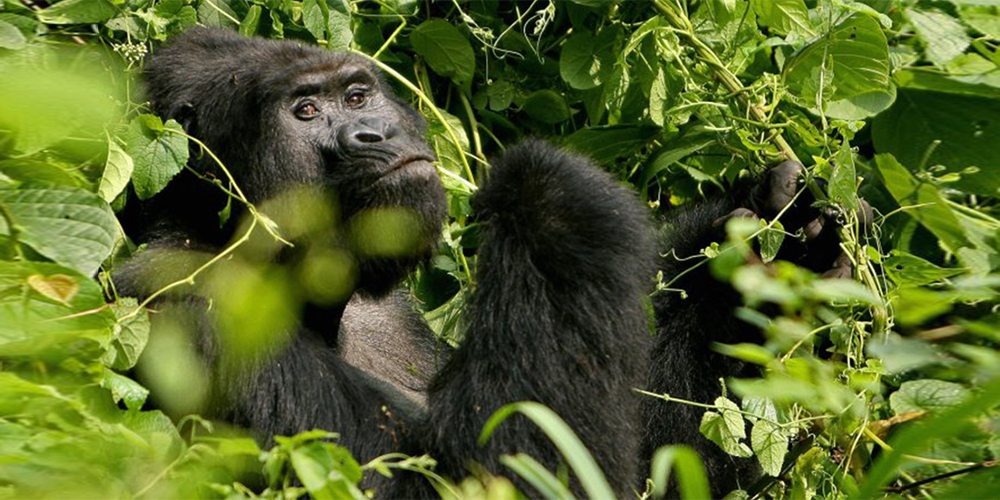 Exploring the Top 5 National Parks of Uganda: A Comprehensive Guide