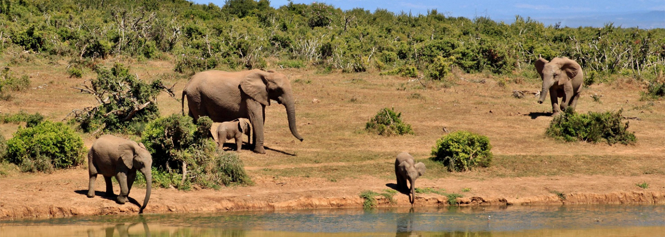 11-Day East African Escape: Gorillas, Source of the Nile & Jungles