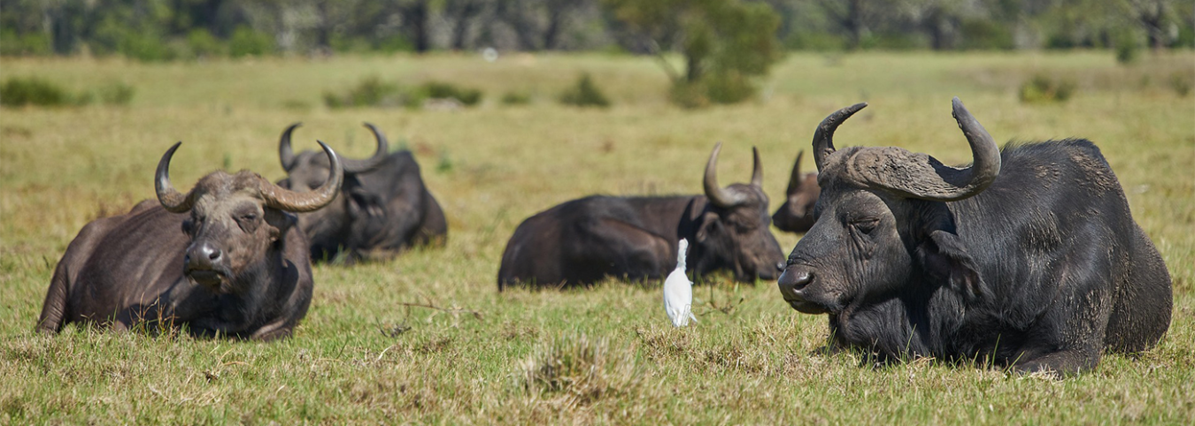 11-Day East African Odyssey:  Gorilla Encounter, Falls & Adventure