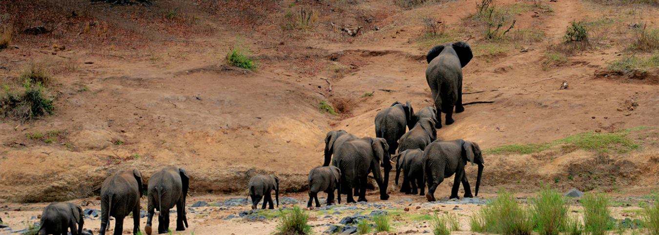 Uganda Jungle Safari: 11-Day Gorilla Trek & Wildlife Adventure