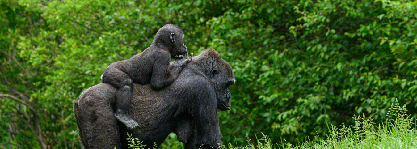 Uganda Unveiled: 11-Day Classic Safari & Gorilla Trekking