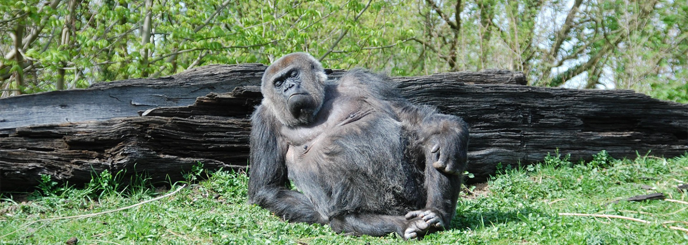 Uganda Unveiled: 11 Days of Wildlife & Gorilla Trekking
