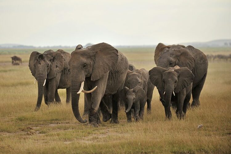 Uganda Wildlife Conservation: Key Wins and Challenges in 2026