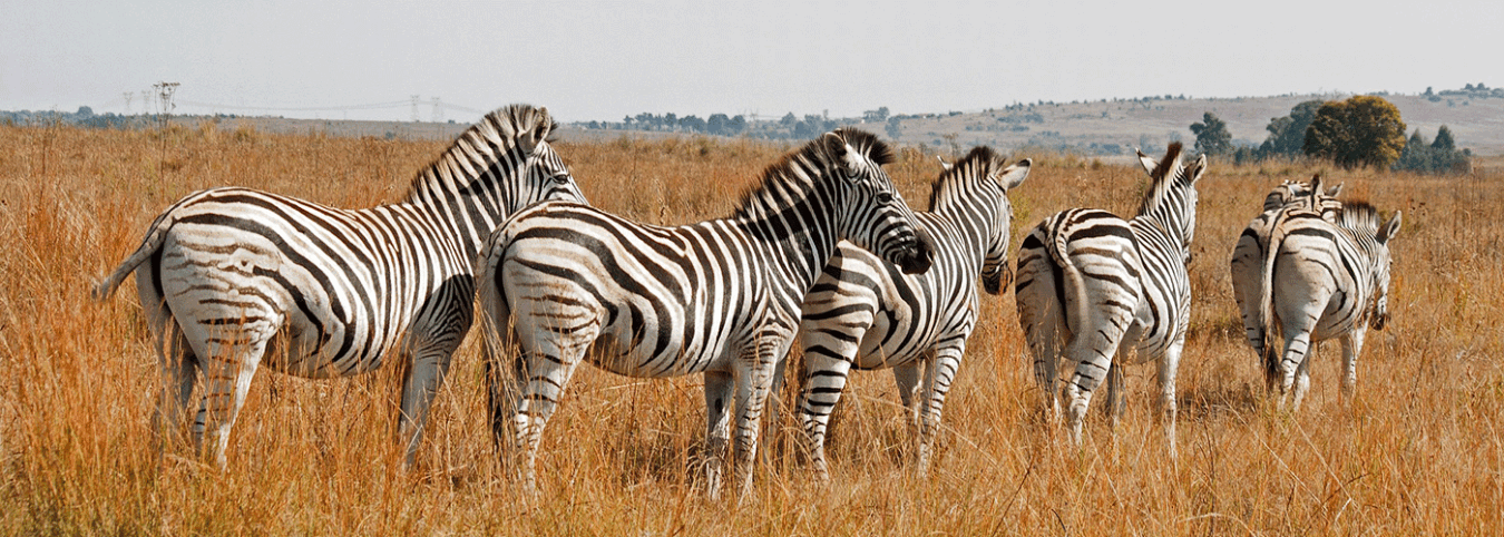 Wildlife & Community Expedition: 10-Day Uganda Tour