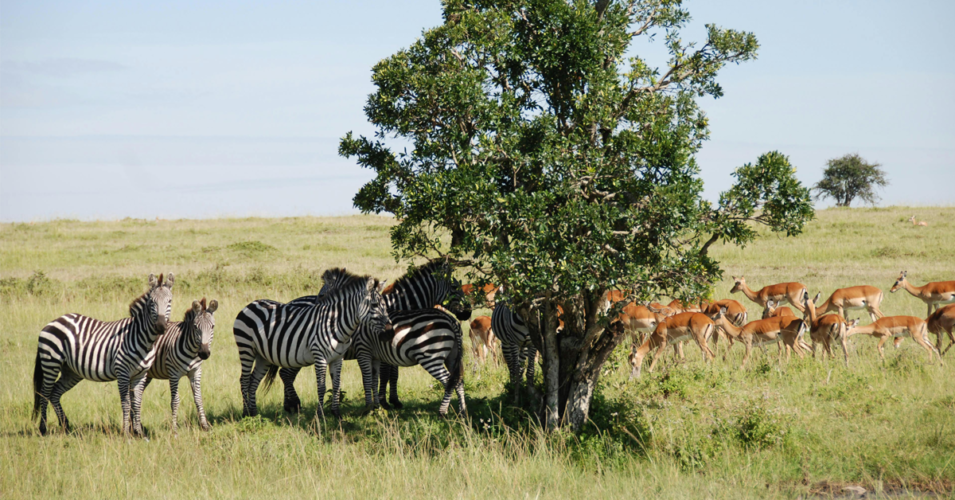 Stripes vs. Spots: Understanding the Evolutionary Advantage of Zebra Markings