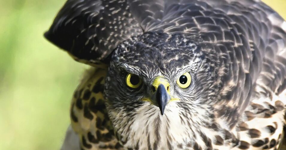 The Guardians of the Skies: Unveiling the Role of African Raptors in Maintaining Ecosystem Balance