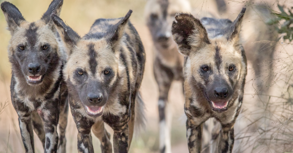 The Intriguing Behavior of African Wild Dogs: Cooperative Hunting Strategies