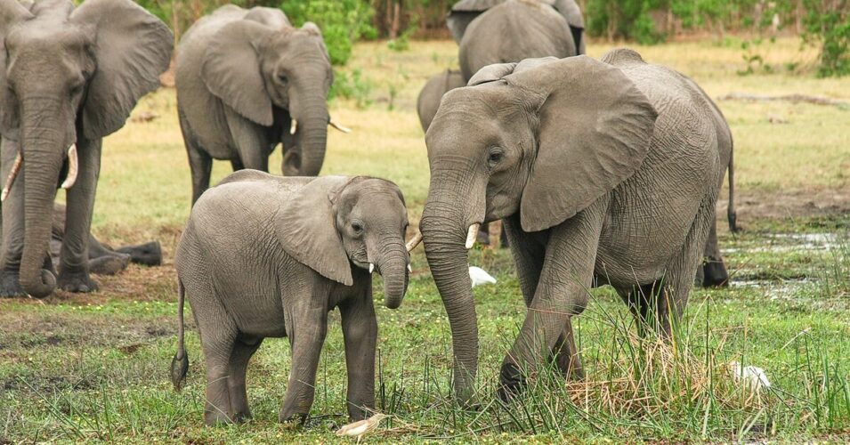 The Social Structure of African Elephants: Matriarchs, Herds, and Communication