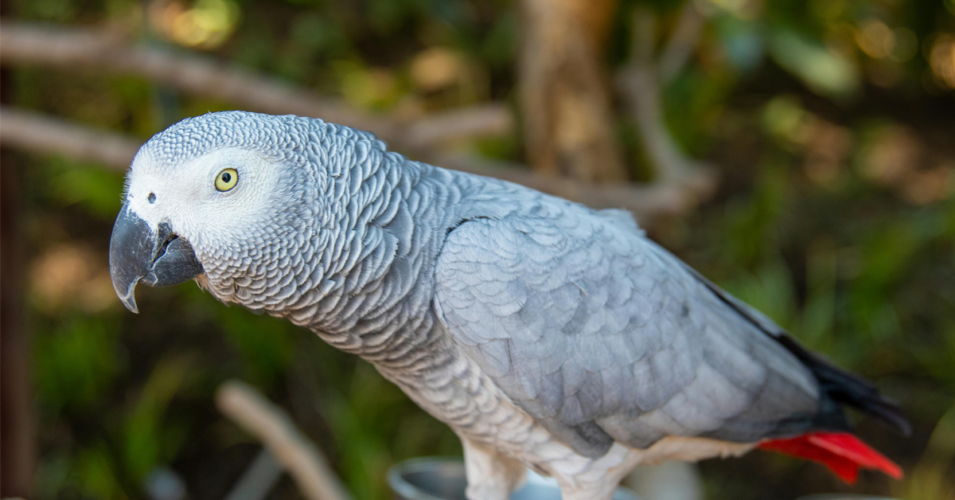 The Surprising Intelligence of African Grey Parrots: Masters of Mimicry