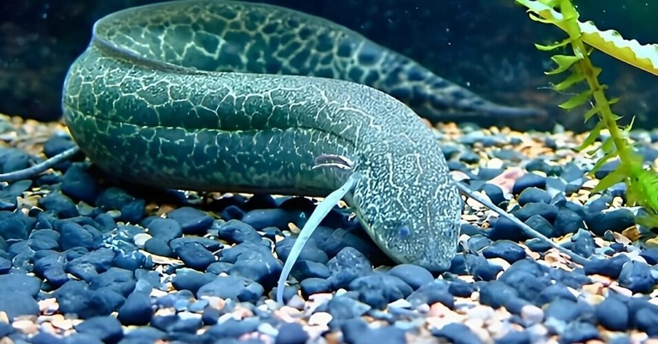 The Survival Strategies of the African Lungfish: Surviving in Dry Conditions