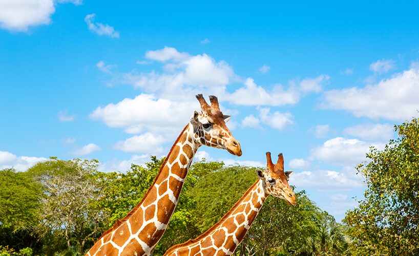 The Majestic Maasai Giraffe: Gentle Giants of the Savannah