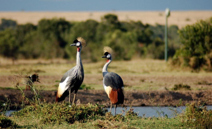 Travel Responsibly in Uganda and Explore the Pearl of Africa Sustainably
