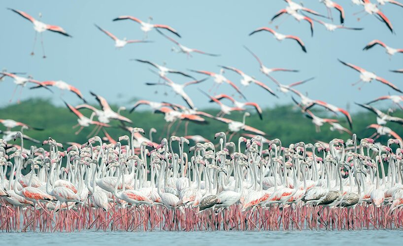 Africa’s Best Birdwatching Destination Picks