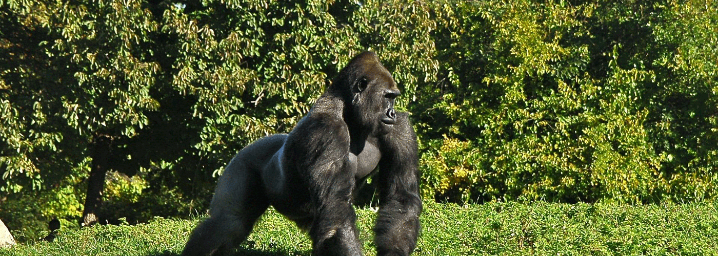 21-Day Ultimate Uganda Safari: Falls, Gorillas, and Cultural Walks