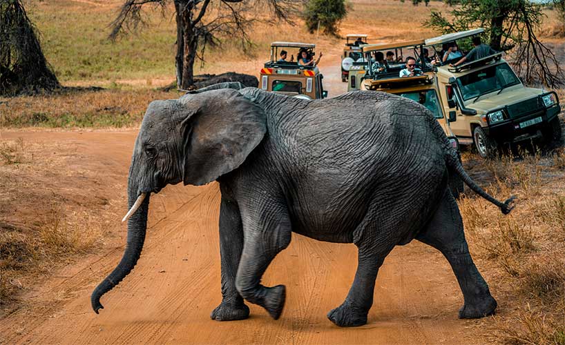 Why Thousands of Tourists Feel Safe Exploring East Africa Every Year