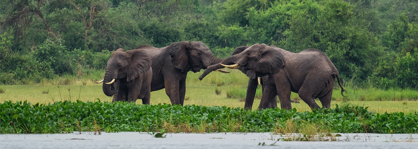 3-Day Classic Murchison Falls Adventure: Wildlife & River Views