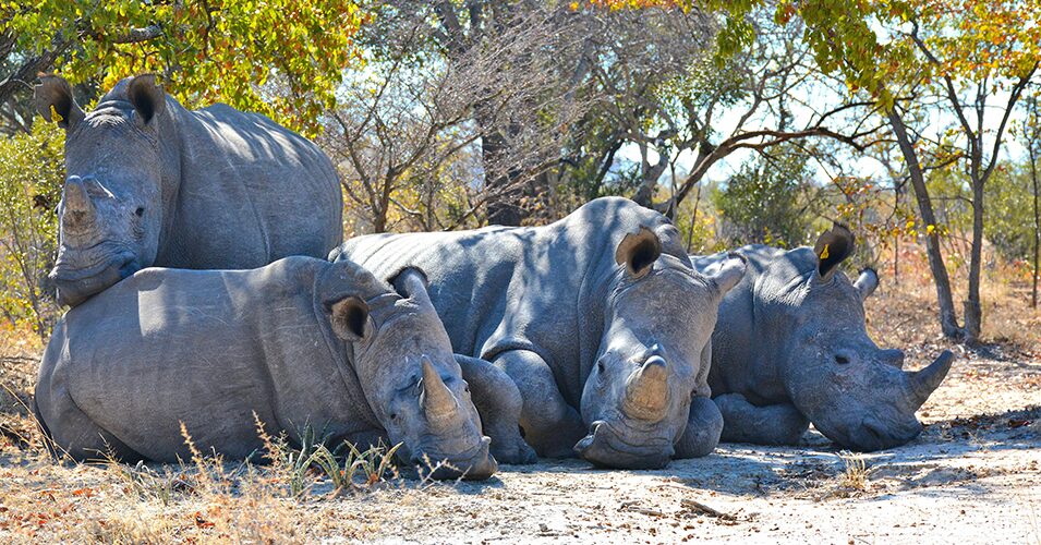 Rhinoceros: The Gentle Giants of East Africa