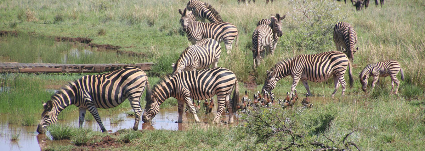 Arusha
