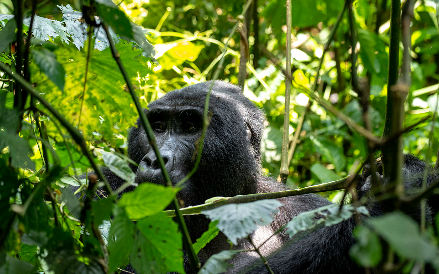 Uganda’s Grand Safari: Nile to Gorillas