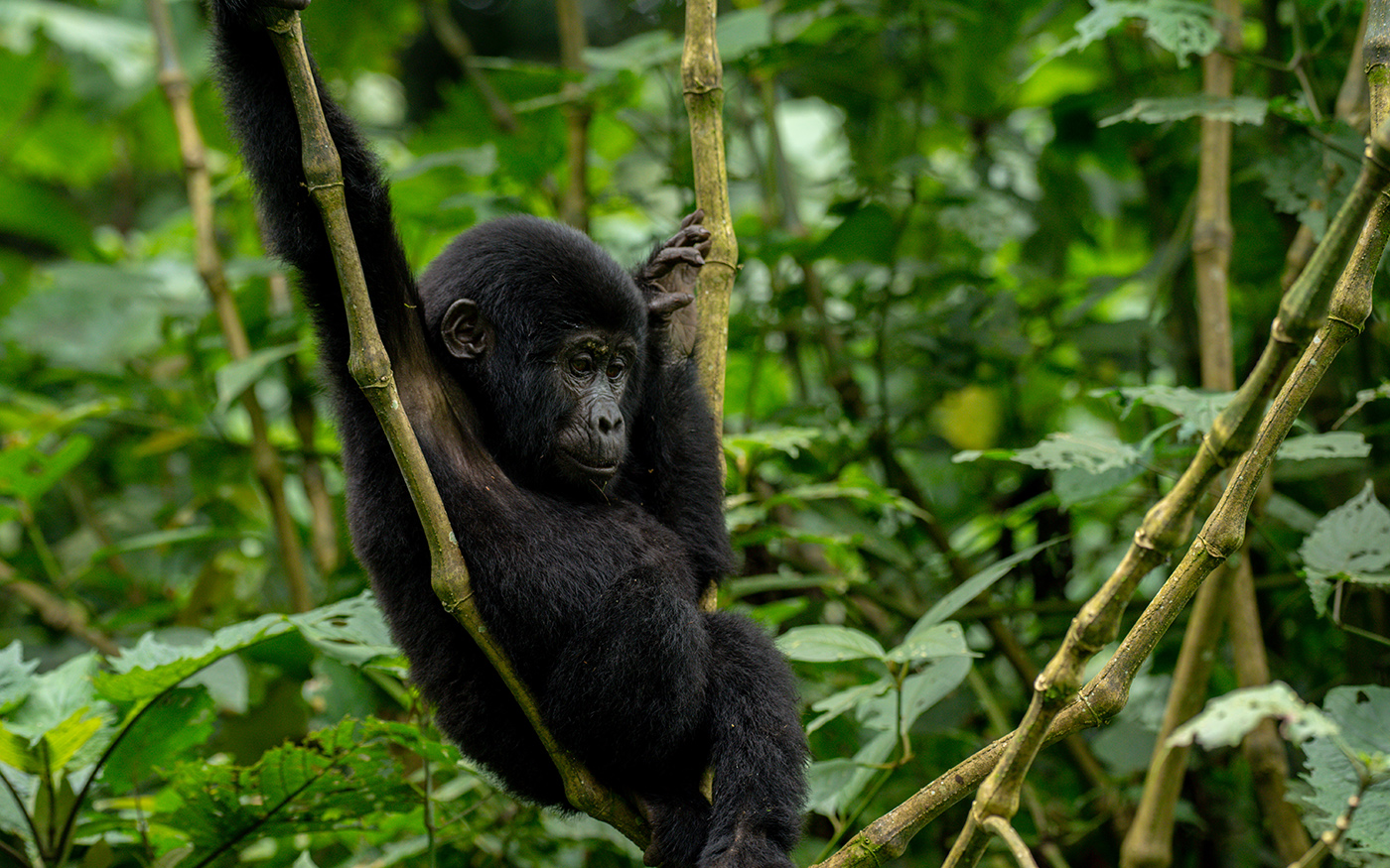 10-Day Rwanda & Uganda Gorilla, Volcanoes & Wildlife Adventure