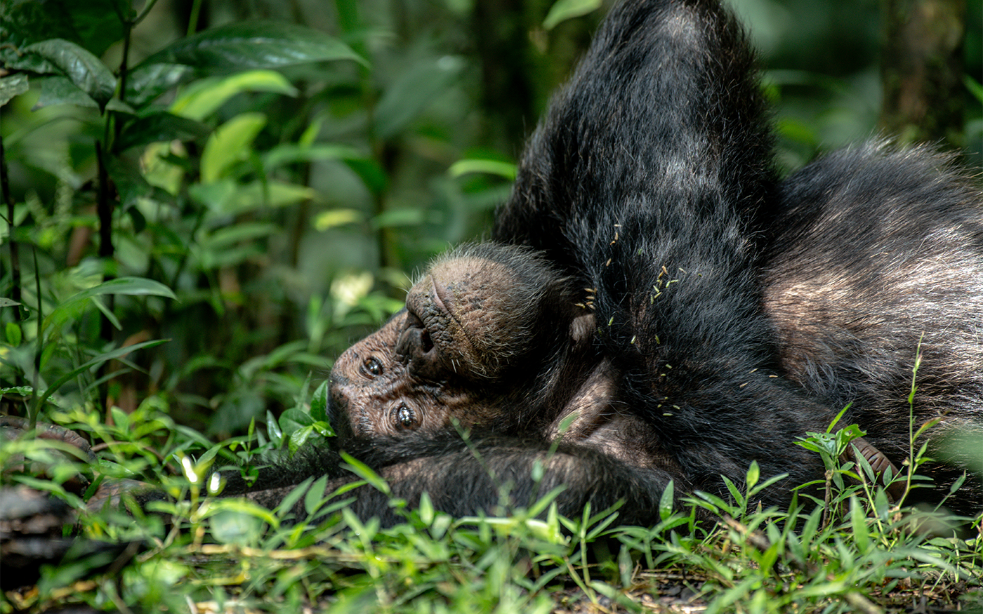 The Ultimate Uganda Primate Safari