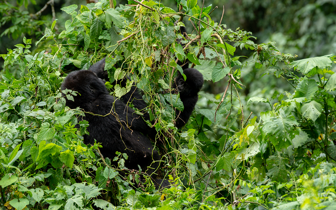 Two Countries, One Adventure: Uganda & Rwanda