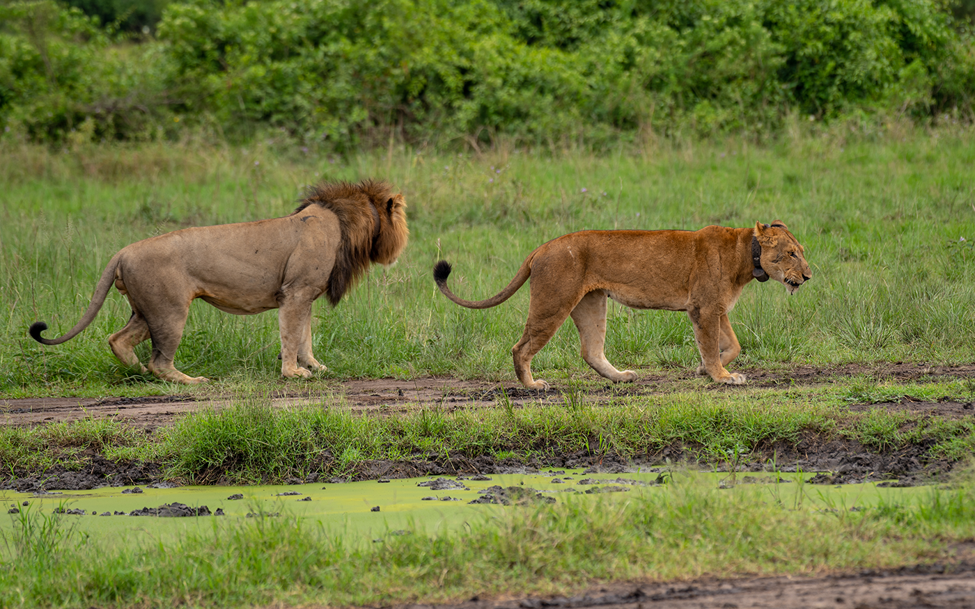 The Best of Uganda: Gorillas, Wildlife & Culture