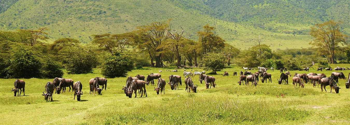 Ngorongoro Conservation Area