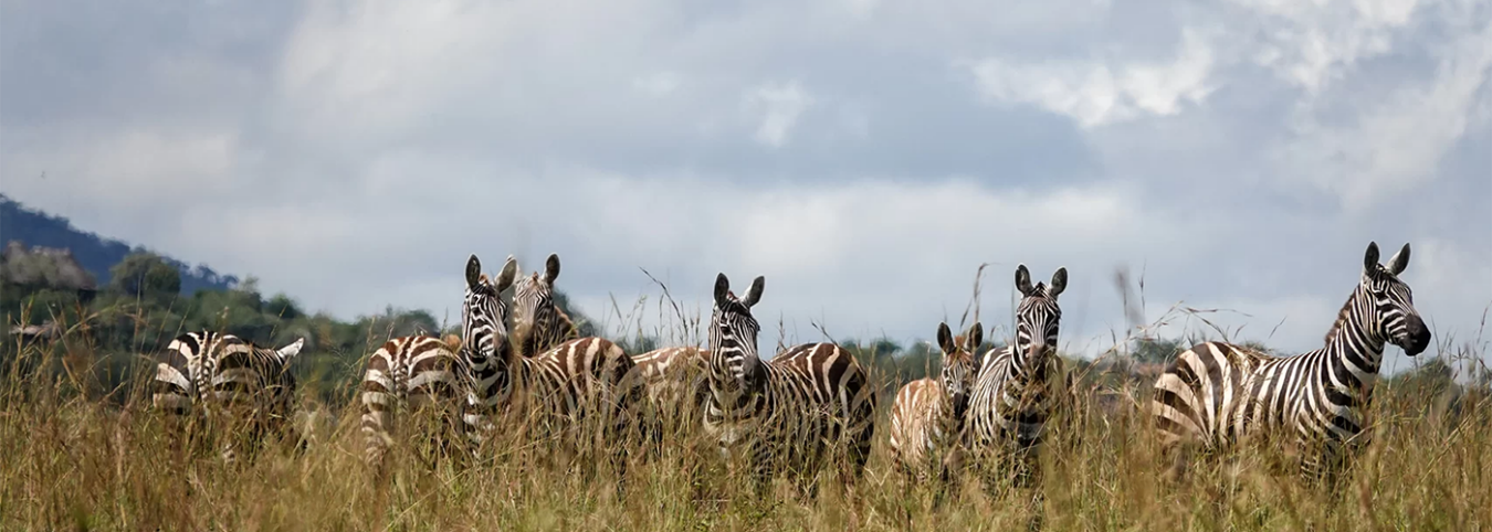 Safaris in Uganda
