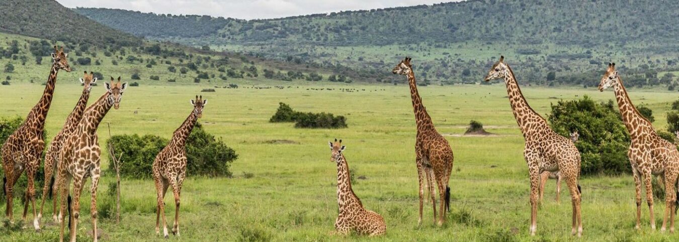Akagera National Park